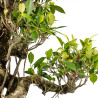 Ficus retusa - B5395