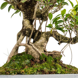 Ficus retusa - B5395