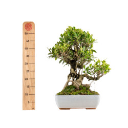Ficus retusa - B5395