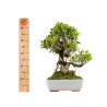 Ficus retusa - B5395