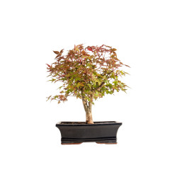 Acer palmatum deshojo - B5397
