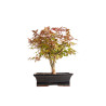 Acer palmatum deshojo - B5397