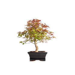 Acer palmatum deshojo - B5397