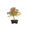 Acer palmatum deshojo - B5397
