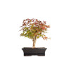 Acer palmatum deshojo - B5397