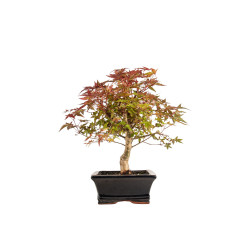 Acer palmatum deshojo - B5397
