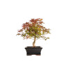 Acer palmatum deshojo - B5397