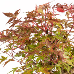 Acer palmatum deshojo - B5397