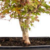 Acer palmatum deshojo - B5397