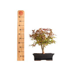Acer palmatum deshojo - B5397