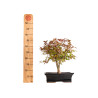 Acer palmatum deshojo - B5397