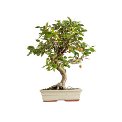 Malus everest - B5398