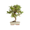 Malus everest - B5398