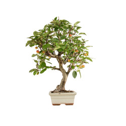 Malus everest - B5398