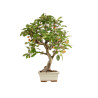 Malus everest - B5398