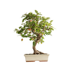 Malus everest - B5398