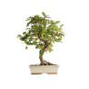 Malus everest - B5398