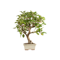 Malus everest - B5398