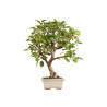 Malus everest - B5398