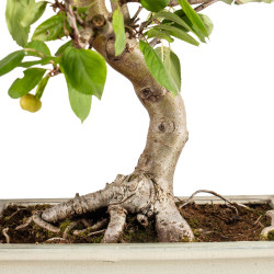 Malus everest - B5398