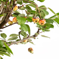 Malus everest - B5398