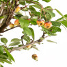 Malus everest - B5398