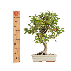 Malus everest - B5398