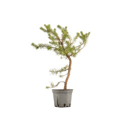 Pinus sylvestris - B5391