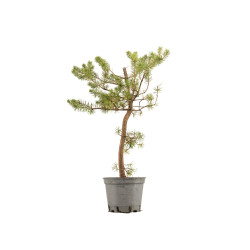 Pinus sylvestris - B5391