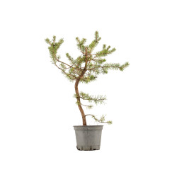 Pinus sylvestris - B5391