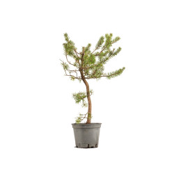 Pinus sylvestris - B5391