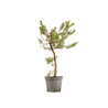 Pinus sylvestris - B5391