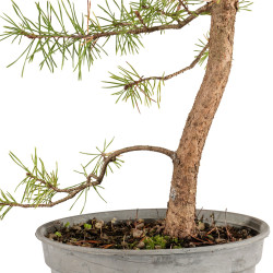 Pinus sylvestris - B5391
