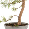 Pinus sylvestris - B5391