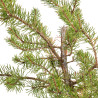 Pinus sylvestris - B5391