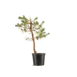 Pinus sylvestris - B5392