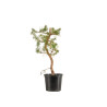 Pinus sylvestris - B5392
