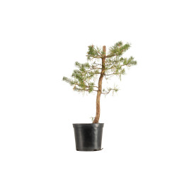 Pinus sylvestris - B5392