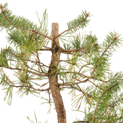 Pinus sylvestris - B5392