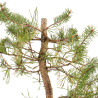 Pinus sylvestris - B5392