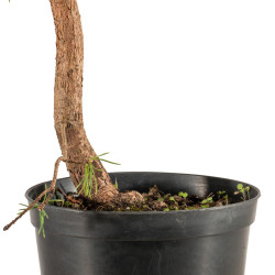 Pinus sylvestris - B5392