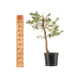 Pinus sylvestris - B5392
