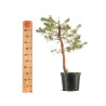 Pinus sylvestris - B5392