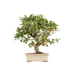 Malus everest - B5382