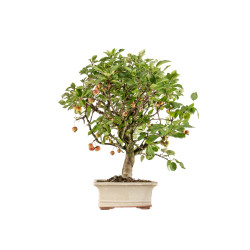 Malus everest - B5382