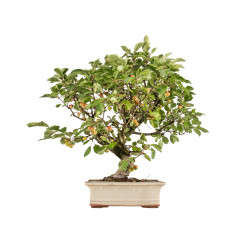 Malus everest - B5382