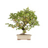 Malus everest - B5382