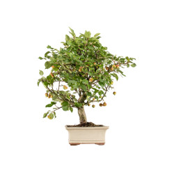 Malus everest - B5382