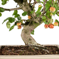 Malus everest - B5382