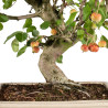Malus everest - B5382